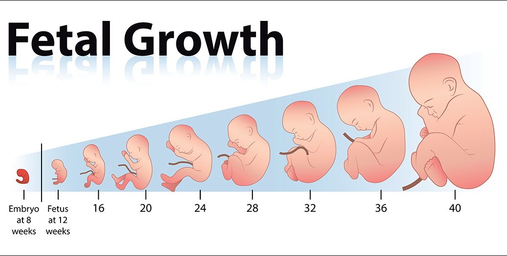 Baby growth chart in relation to abortion